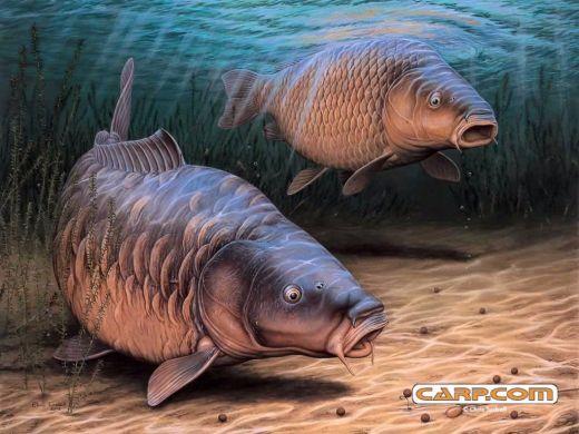 shut up and...FISH - 791500f520.jpg